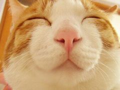 -70cat德文卷毛猫·缅因猫纯种猫舍