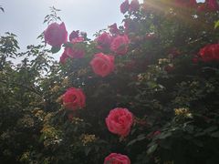 -渭南桃花源民俗文化园