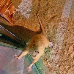 -酷嗒动物文化乐园(cutezoo西溪乐天城店)