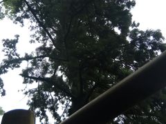 -天目山大树王景区