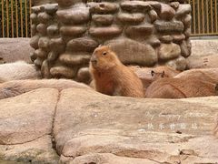 -北京野生动物园