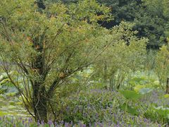 -西湖风景区-江洋畈生态公园