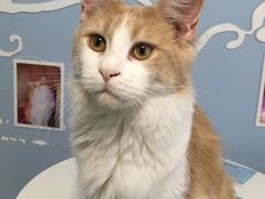 -喵的天空名猫咖啡馆·撸猫·猫舍·用品