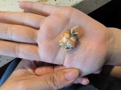 -巧克力渔家.小船海鲜胶东菜(万平口店)