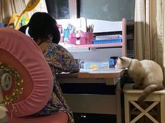 -东方名猫馆·英短金渐层布偶猫舍(环线广场1号楼店)
