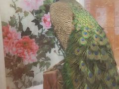 -大连富丽华大酒店