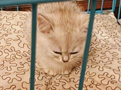 -1013 PET SHOP 宠物商店(近铁城市广场店)