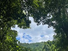 -西双版纳原始森林公园