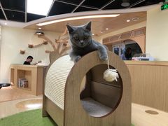 -猫和宫(六道口店)