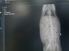 -瑞派·关忠动物医院·异宠专科·犬猫肿瘤·皮肤专科(望京店)