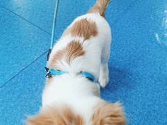 -宠颐生猫科·内科皮肤科(西平世纪城店)