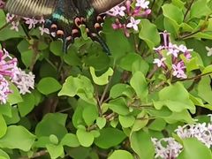 -黑龙江省森林植物园