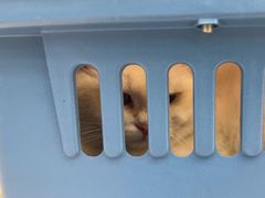 -瑞派康怡24h宠物医院·犬猫医疗中心·微创绝育(瑞景分院)