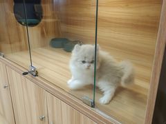 -猫十亿·布偶金渐层·曼基康矮脚猫舍(青年路店)
