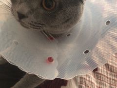 -宠福鑫康馨动物医院·骨科·眼科