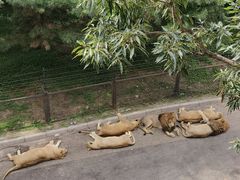 -大连森林动物园