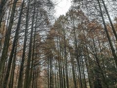 -山王坪喀斯特国家生态公园