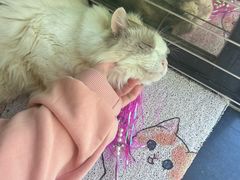 -楼上猫咖(罗湖店)