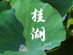 -桂湖森林公园