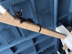 -喵屿·大理花园猫咖