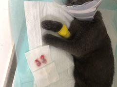 -宠颐生动物医院·心脏科·保险定点(锦阳分院)