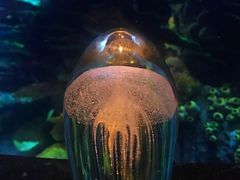 -迪拜帆船酒店海底餐厅