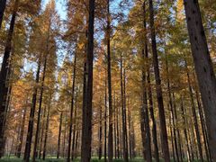 -黄海国家森林公园