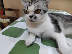 -猫小院猫主题餐厅(南锣旗舰店)