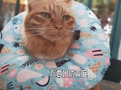 -喵屿·大理花园猫咖