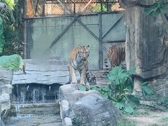 -深圳野生动物园