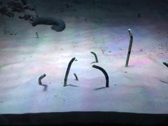 -暹罗海洋世界