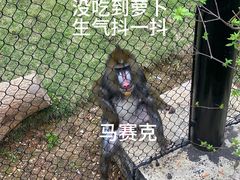 -武汉动物园