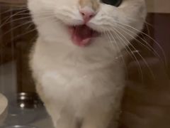 -lincat·猫舍(广州店)