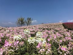 -径山花海