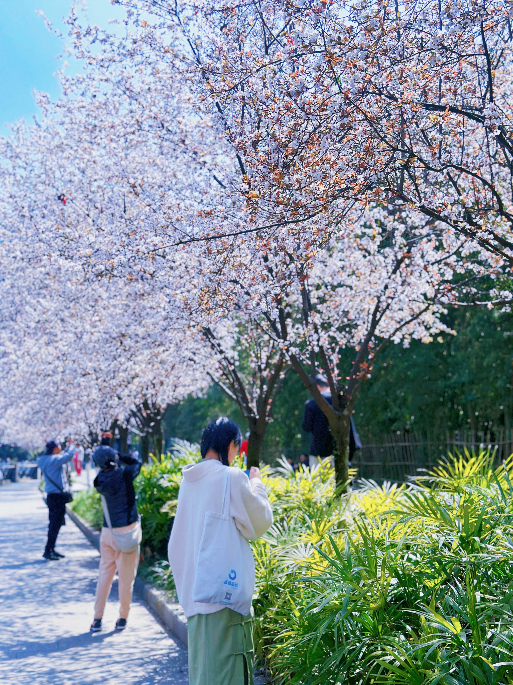 紫叶李花期图片