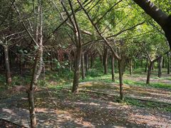 -金岛生态园烧烤露营地
