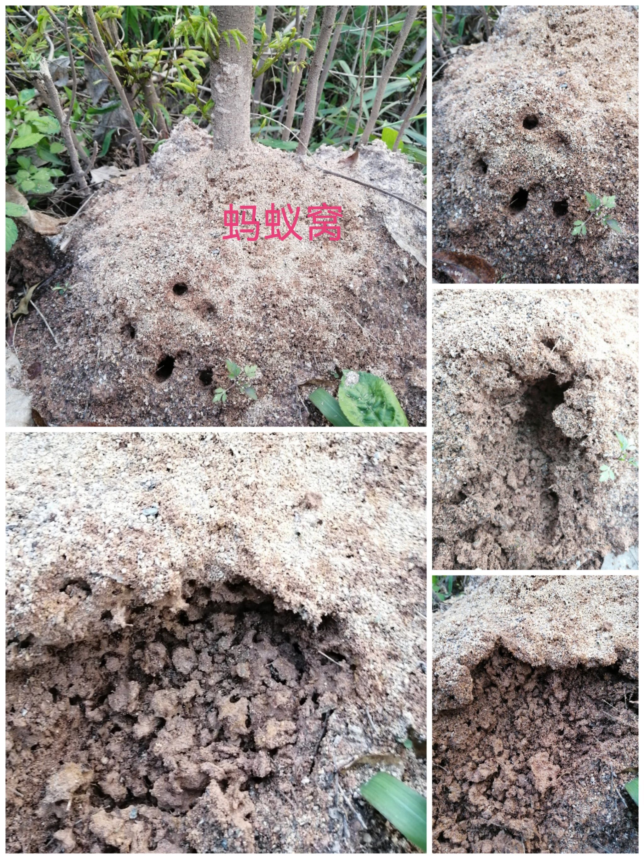 偶见蚂蚁窝