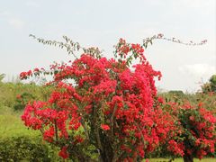 -中国科学院西双版纳热带植物园
