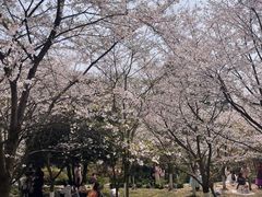 -南山植物园