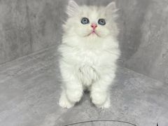 -小猫来了·猫舍(红山六九七九店)
