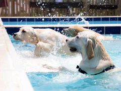 -趣玩宠物乐园寄养训犬训狗游泳池