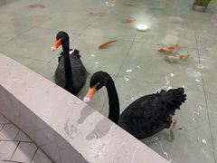 -首创奥特莱斯(北京店)