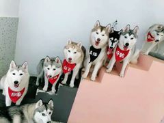 -Husky Go!哈士奇体验馆·宠物咖啡厅狗咖