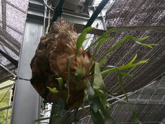-汉拿树木园