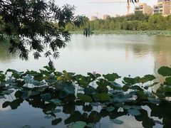 -飞来湖湿地公园