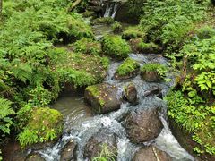 -五营红松林海景区