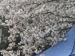 -武汉大学-樱园