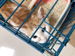 -安安宠医·安宠宠物医院