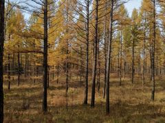 -塞罕坝国家级自然保护区