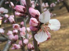 -三元梅园(金源店)